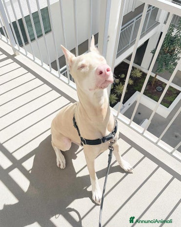 Dobermann cani - Annuncio 9