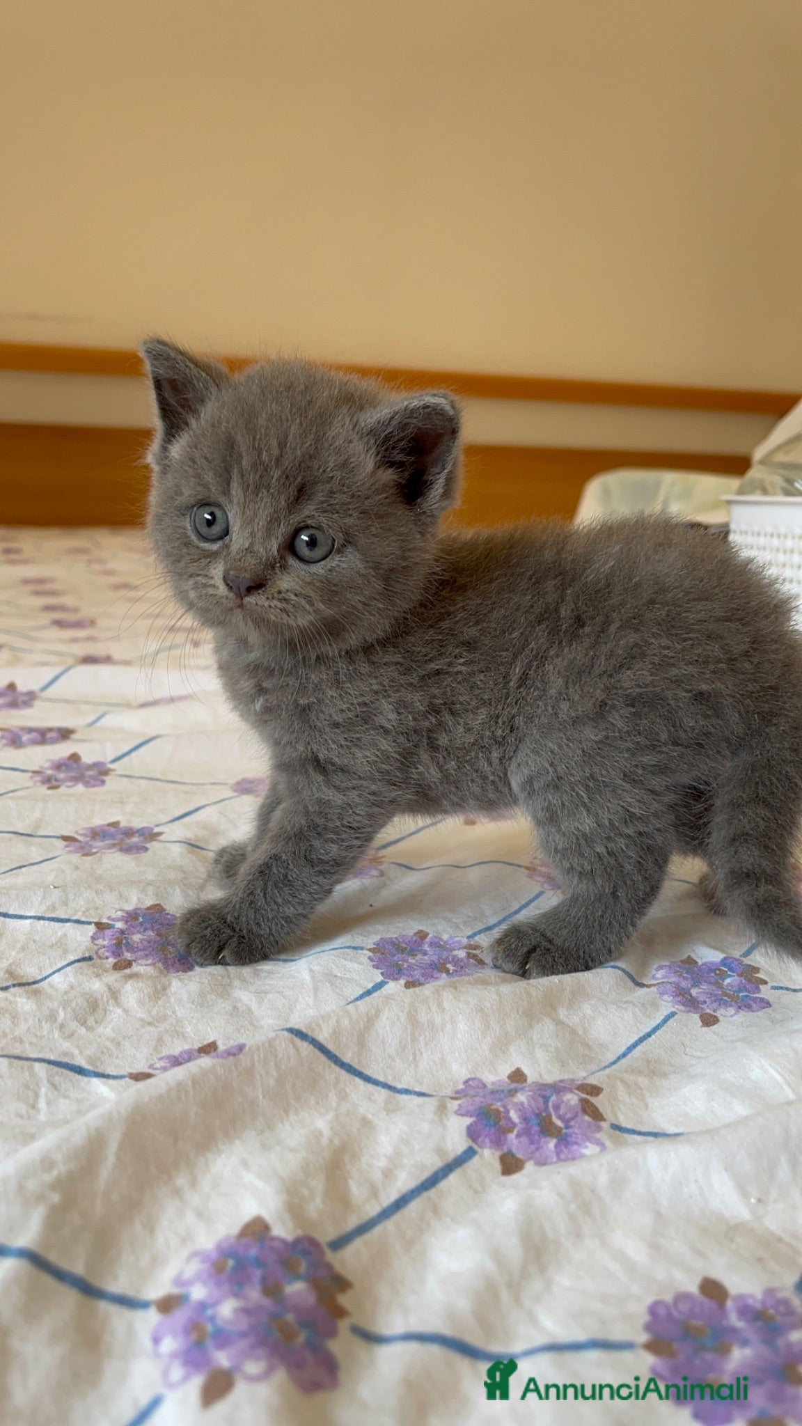British gatti adorabile e meraviglioso gattini  - Annuncio 2