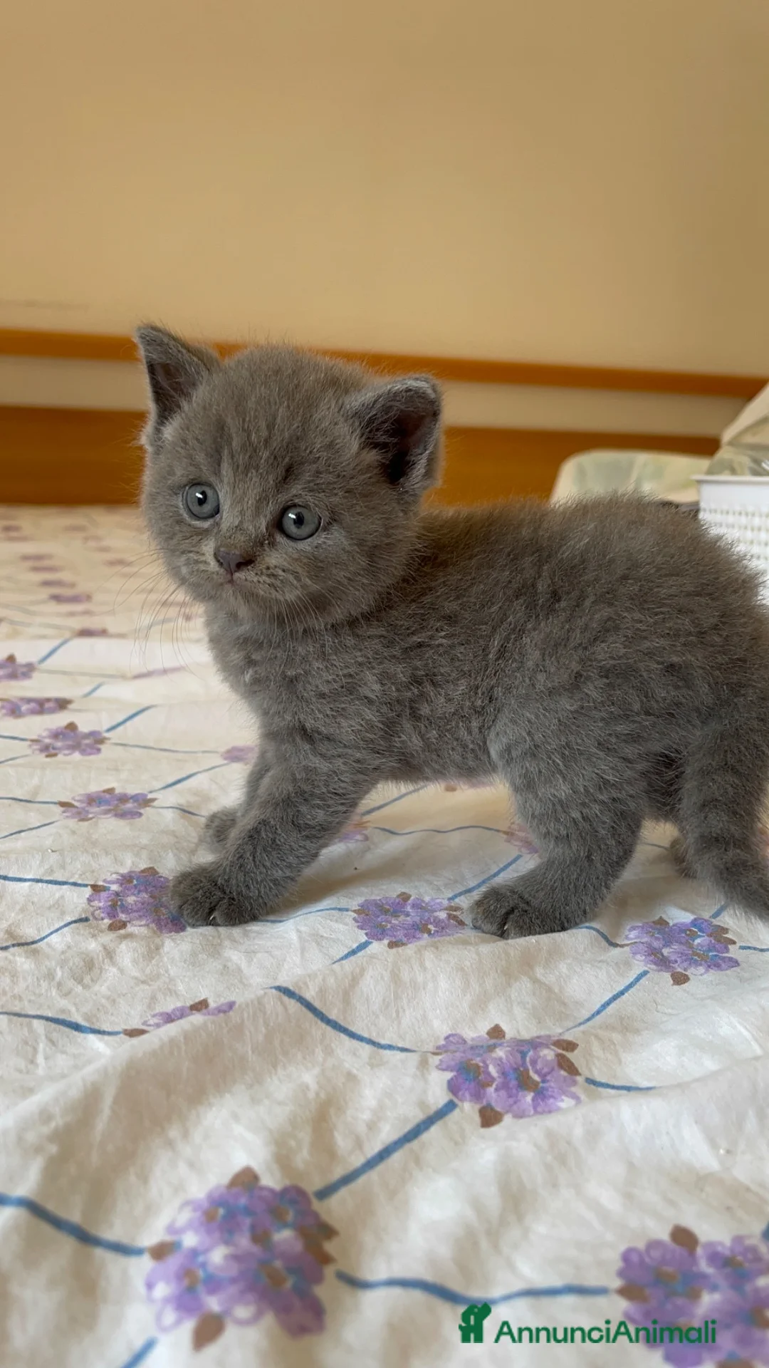 British gatti in vendita: adorabile e meraviglioso gattini  - Annuncio 1