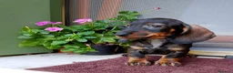 Bassotto cani in vendita: Bassotta pelo corto nana con pedigree  - Annuncio 5