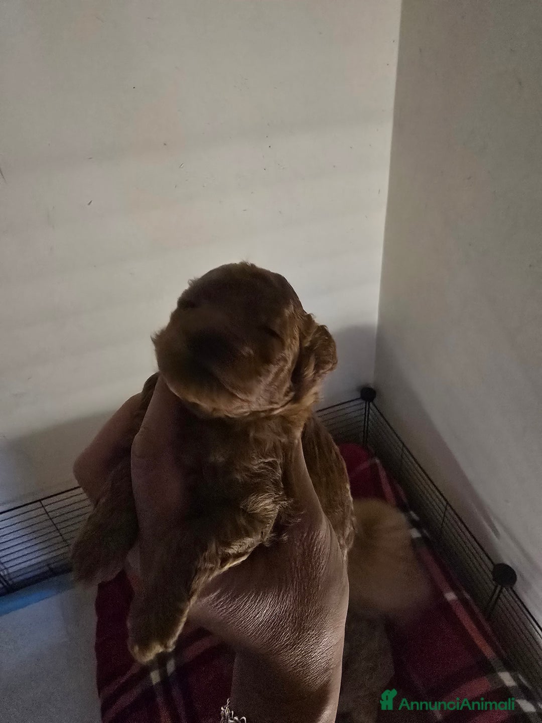 Barboncino Toy cani in vendita: VENDO CUCCIOLI DI BARBONCINO TOY - Annuncio 16