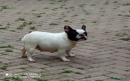 Bulldog Francese cani in vendita: CUCCIOLA DI BOULDOGUE FRANCESE  a Province of Pavia - Immagine 2