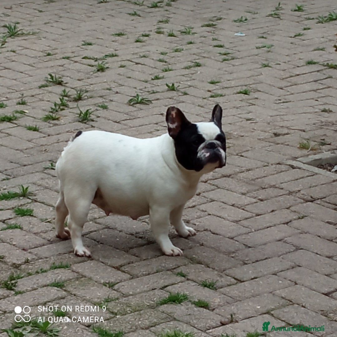 Bulldog Francese cani in vendita: CUCCIOLA DI BOULDOGUE FRANCESE  a Province of Pavia - Immagine 2