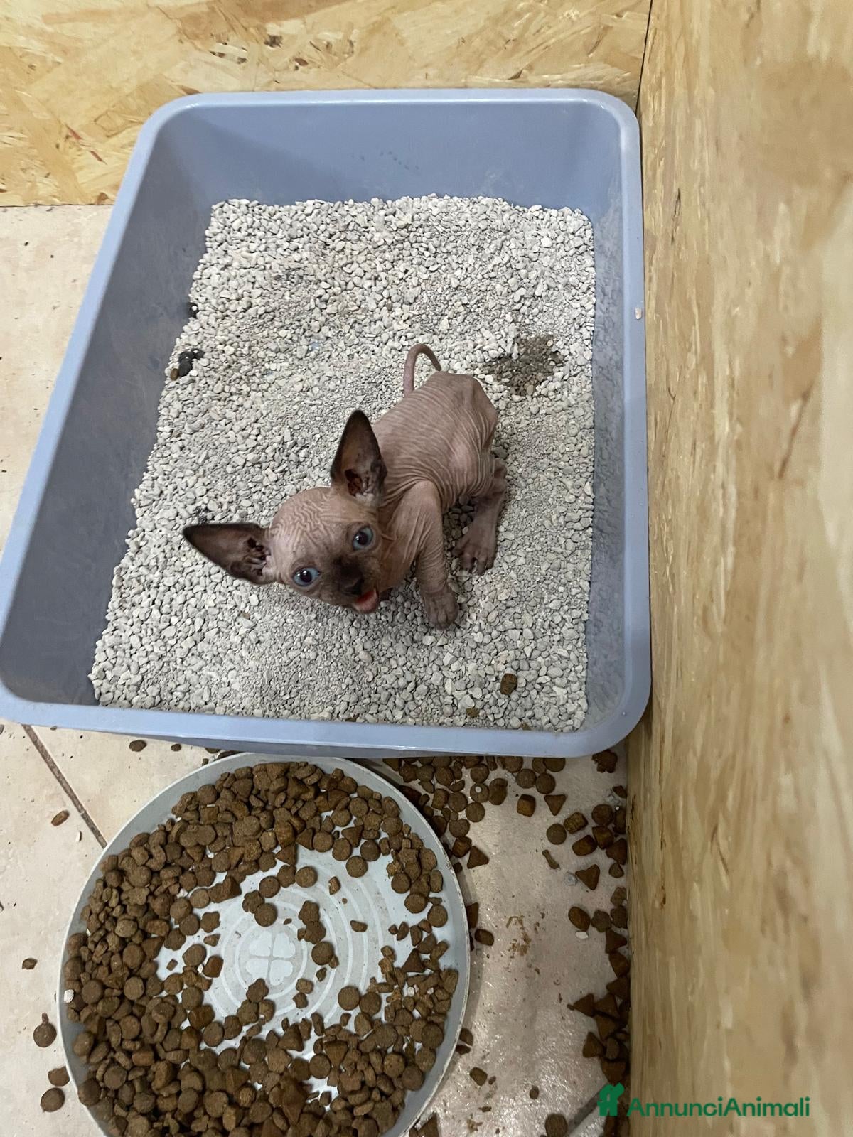 Sphynx gatti in vendita: Gattina sphynx a Città Metropolitana di Genova - Annuncio 4