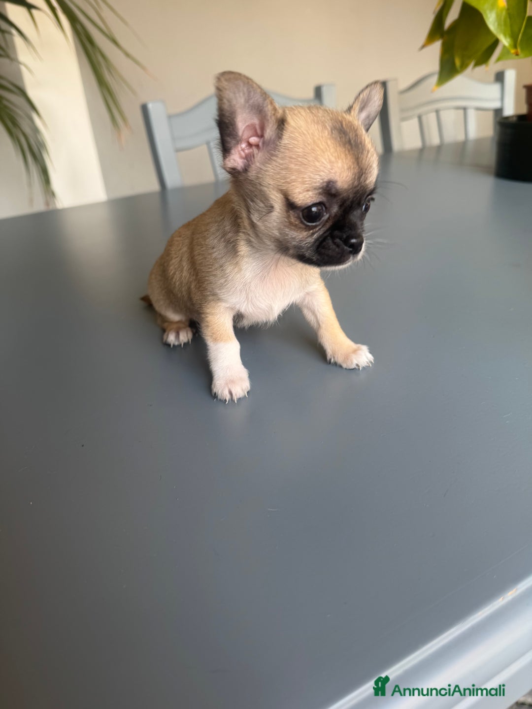 Chihuahua cani in vendita: Chihuahua - Annuncio 2