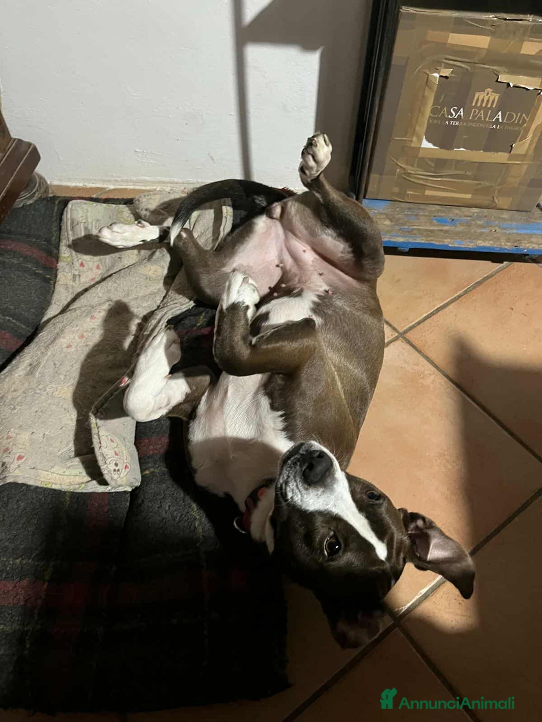 Pitbull cani in regalo: OLIVIA, dolcissima mix PIT cerca casa! - Annuncio 9