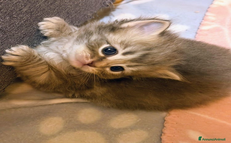 Siberiano gatti - Annuncio 3