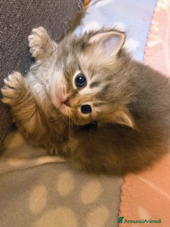 Siberiano gatti - Annuncio 1