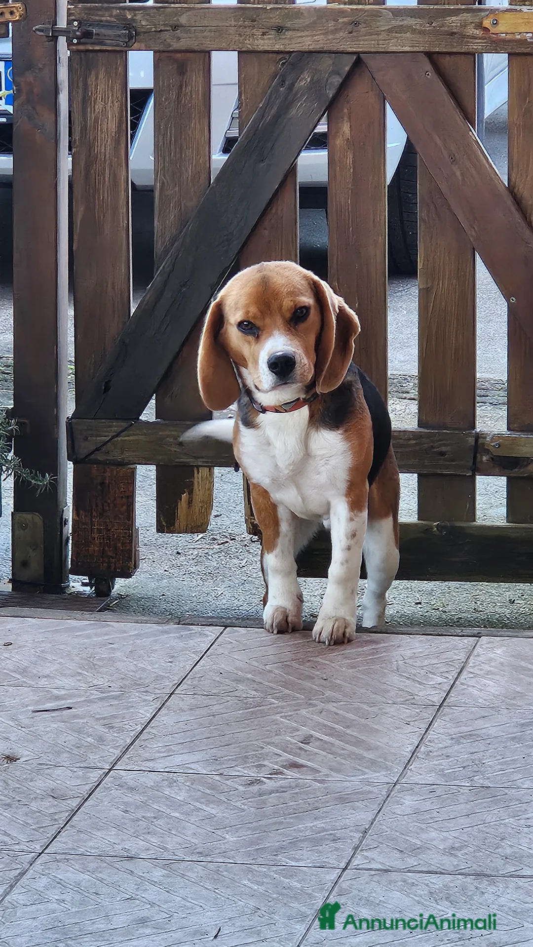 Beagle cani in vendita: Cucciolo Beagle 8 mesi - Annuncio 3