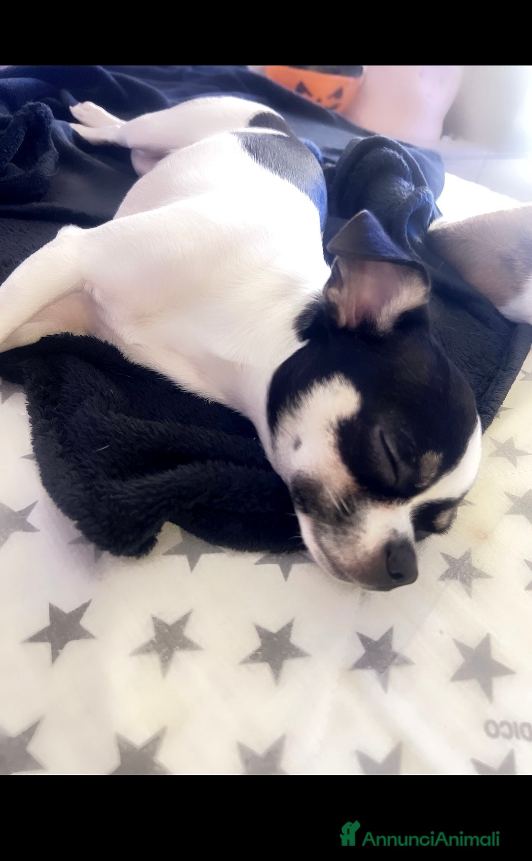 Chihuahua cani in vendita: Vendo un extra mini, chiuvava femmina - Annuncio 1