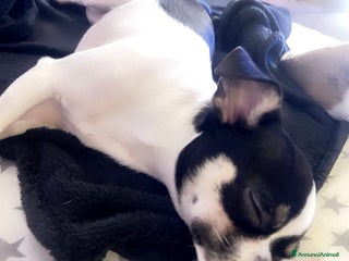 Chihuahua cani Vendo un extra mini, chiuvava femmina - Annuncio 23