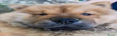Chow Chow maschio