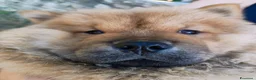 Chow Chow cani in vendita: Chow Chow - Annuncio 12