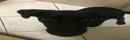 Meticcio cani in regalo: Arya cerca casa a Provincia di Ravenna - Annuncio 6