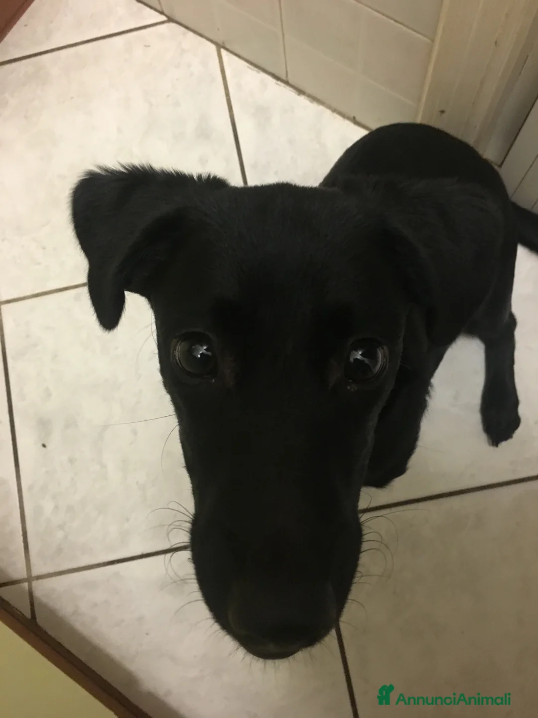 Meticcio cani in regalo: Arya cerca casa a Provincia di Ravenna - Annuncio 6