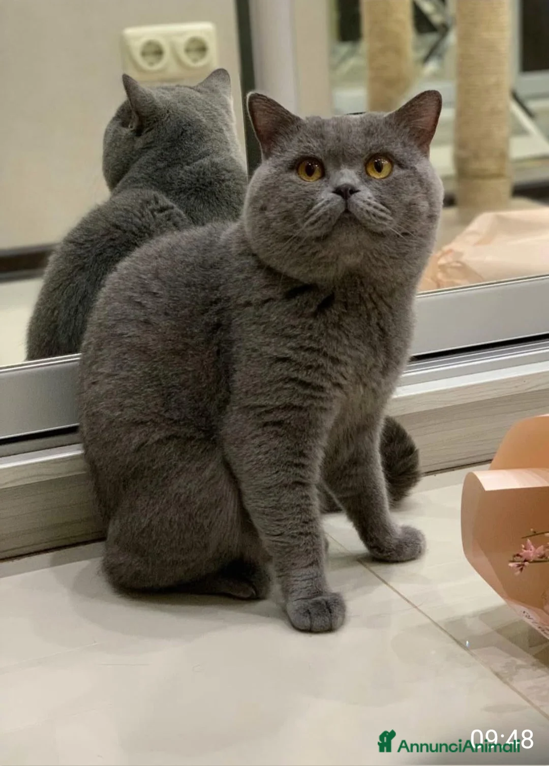 British gatti in vendita: Gatti british  - Annuncio 2