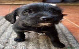 Altre razze cani in regalo: cuccioli incroccio pincher a Provincia di Sassari - Immagine 9