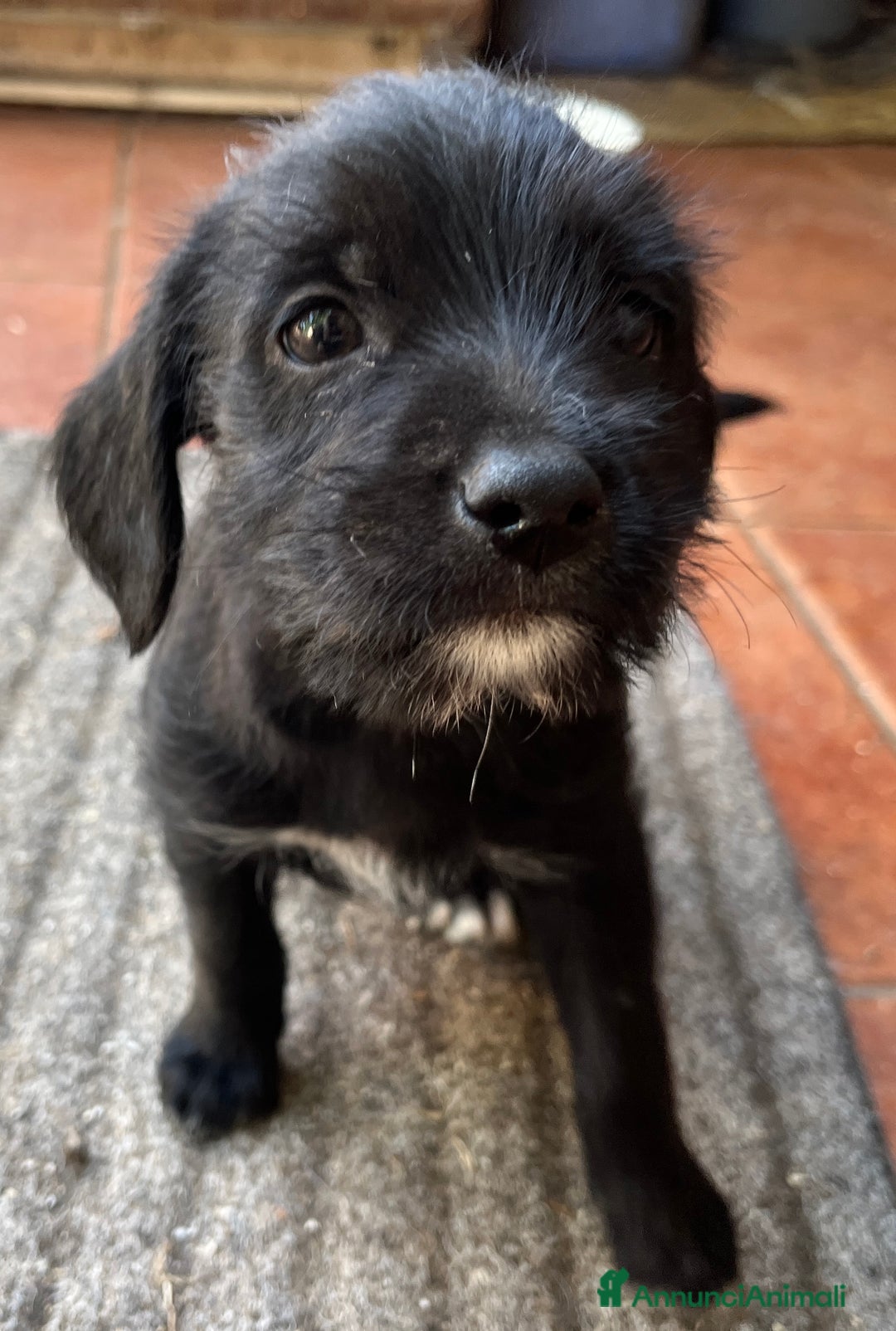 Altre razze cani in regalo: cuccioli incroccio pincher a Provincia di Sassari - Immagine 9