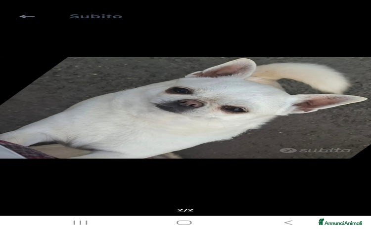 Chihuahua cani a Città metropolitana di Roma Capitale - Annuncio 18