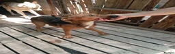 Meticcio cani in regalo: Lola, taglia piccola! (10kg-1 anno)  - Annuncio 2