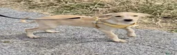 Meticcio cani in regalo: Ivory a Provincia di Savona - Annuncio 3