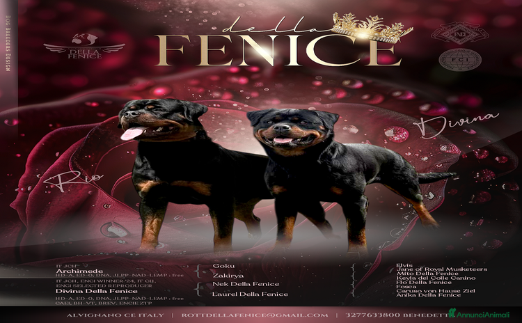 Rottweiler cani - Annuncio 3