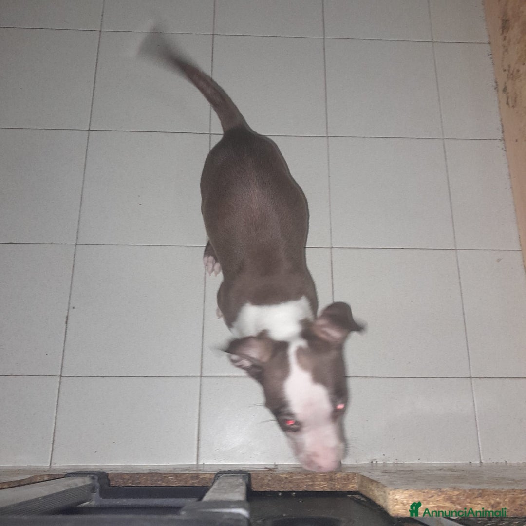 Pitbull cani in vendita: CUCCIOLI DI PITBULL a Provincia di Viterbo - Immagine 9