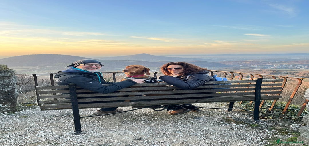 Immagine della galleria {{count}}