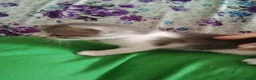 Altre razze gatti in regalo: GATTINI GIOCHERELLONI  a Provincia di Bergamo - Annuncio 5