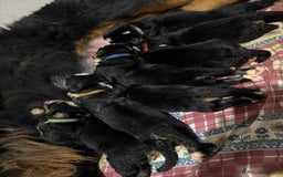 Bovaro del Bernese cani in vendita: Bovaro del Bernese cuccioli  a Provincia di Parma - Immagine 2