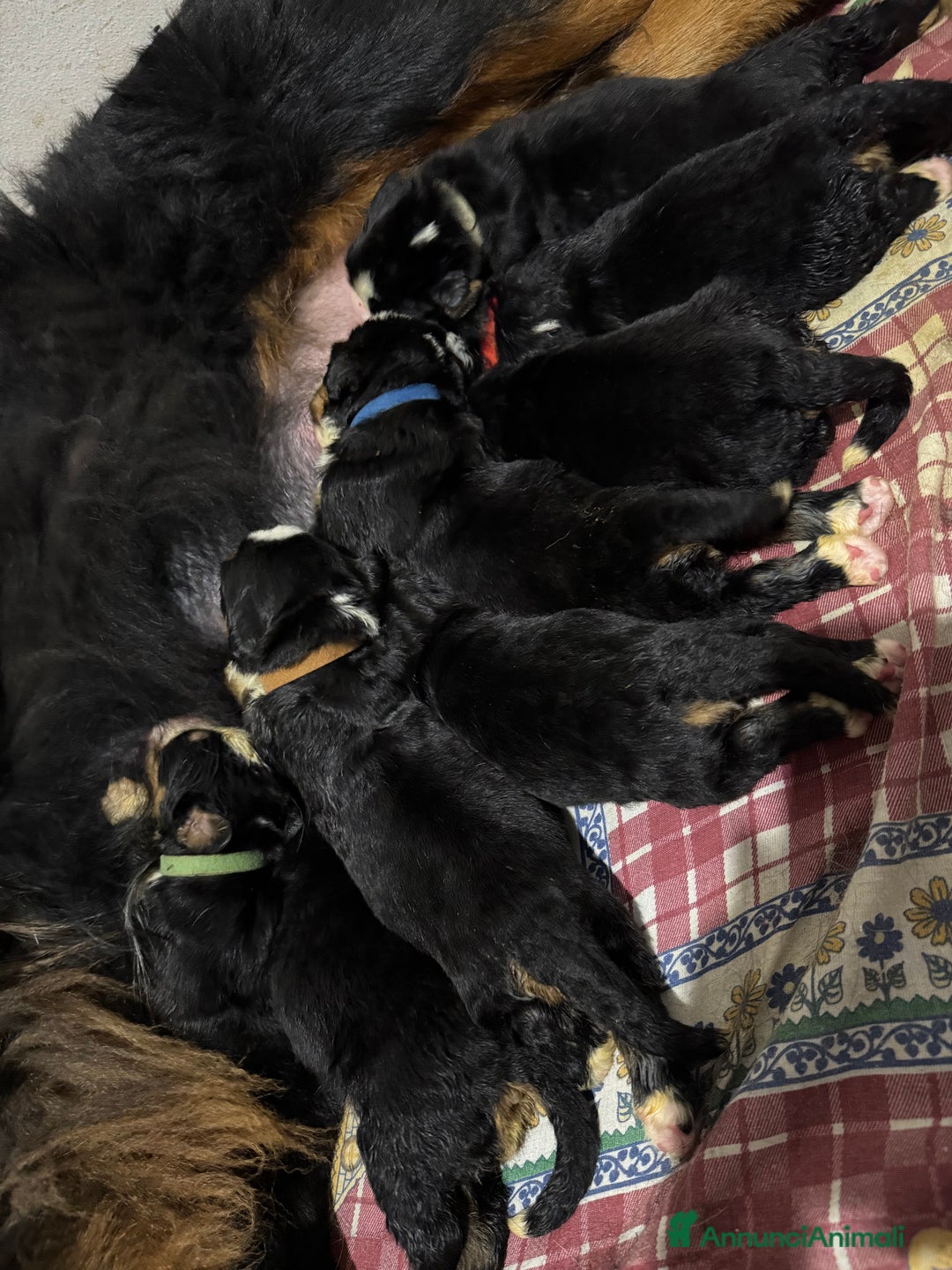Bovaro del Bernese cani in vendita: Bovaro del Bernese cuccioli  a Provincia di Parma - Immagine 2