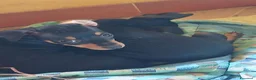 Pinscher Tedesco cani in vendita: Vendita - Annuncio 3