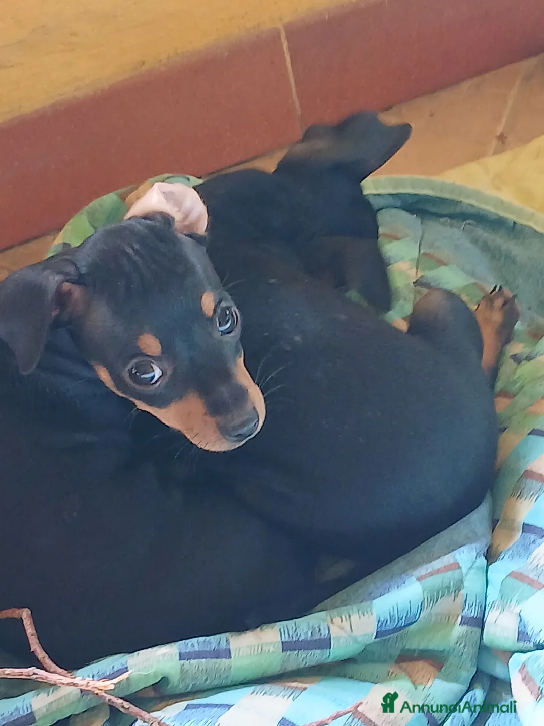 Pinscher Tedesco cani in vendita: Vendita - Annuncio 3