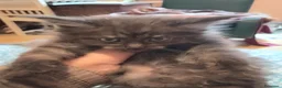 Maine Coon gatti in vendita: Maine Coon Cucciole pedigree - Annuncio 6