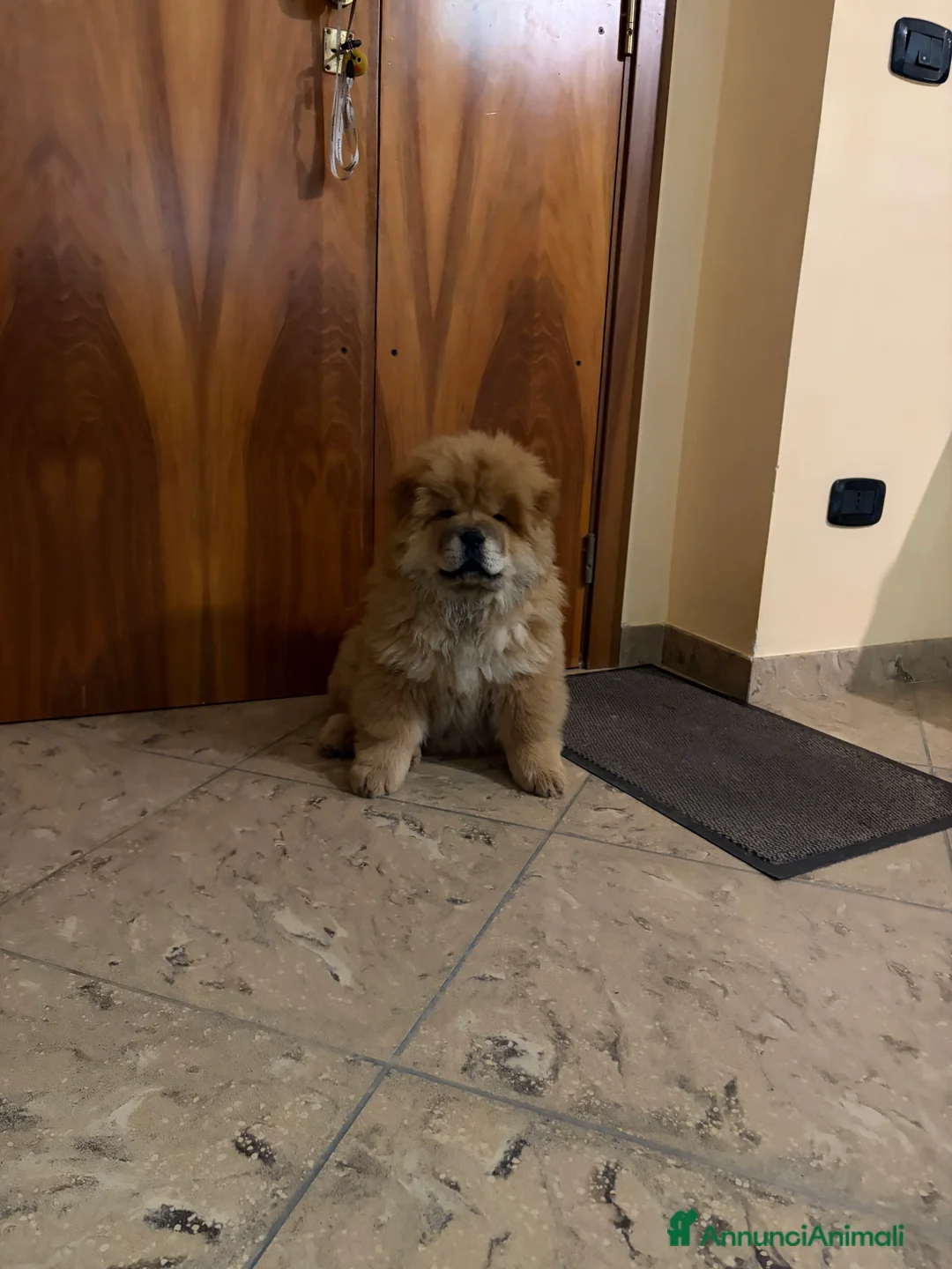 Chow Chow cani in vendita: Cucciolo di Chow Chow  - Annuncio 4