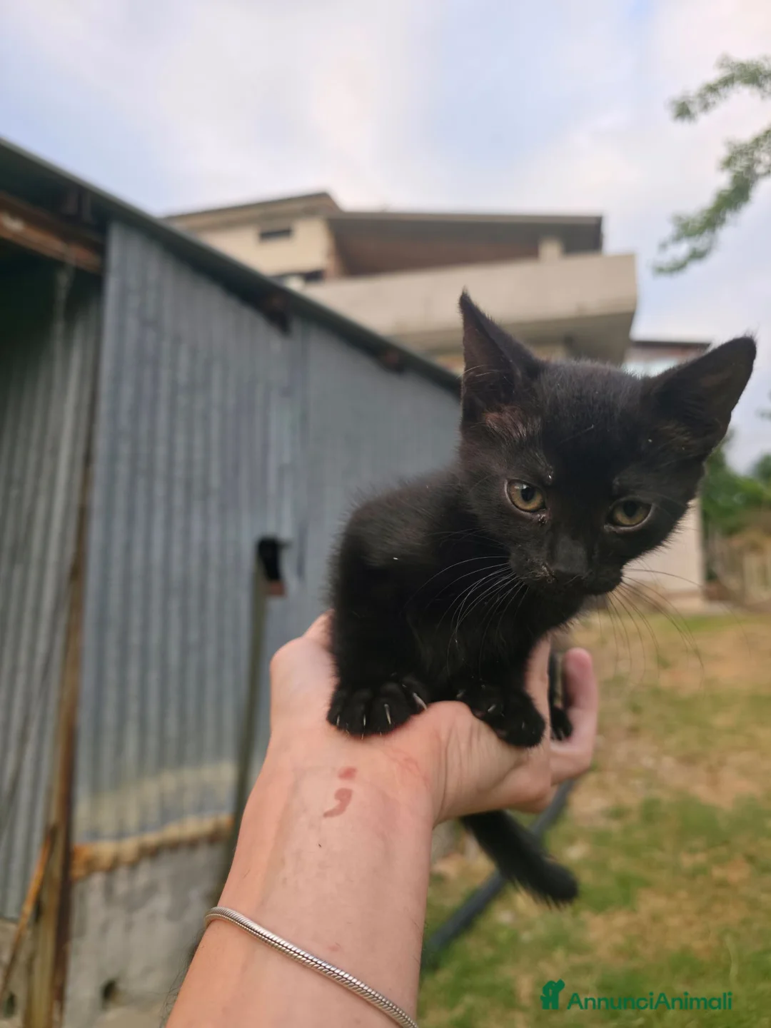Meticcio gatti in regalo: Regalo dolcissimi gattini nero velluto a Provincia di Chieti - Annuncio 5