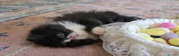Persiano gatti in vendita: Gatti persiani  - Annuncio 3