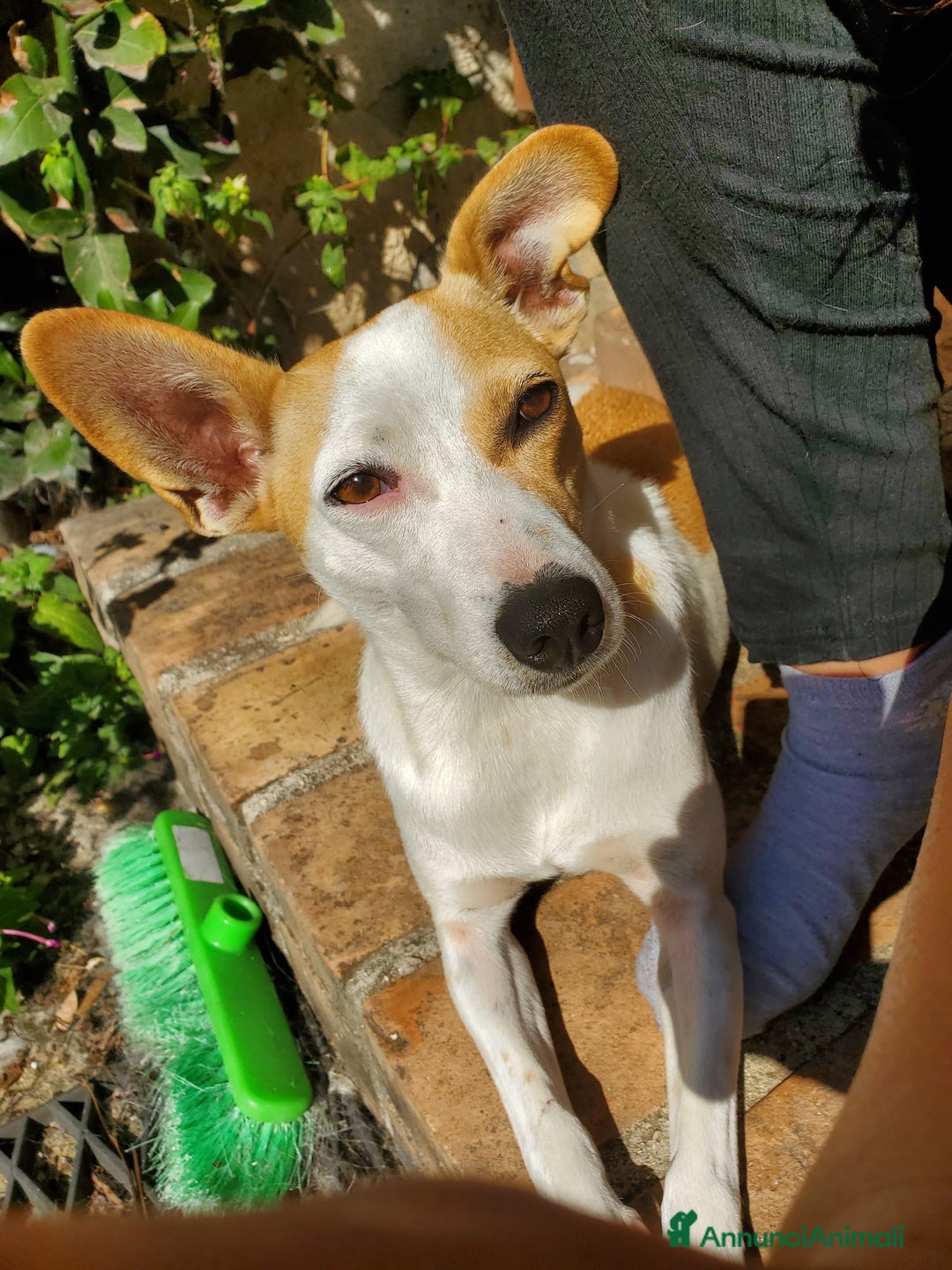 Meticcio cani in regalo: LUNA MIX JACK RUSSEL  - Annuncio 2
