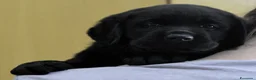Labrador cani in vendita: Labrador Retriever neri linee inglesi  - Annuncio 19