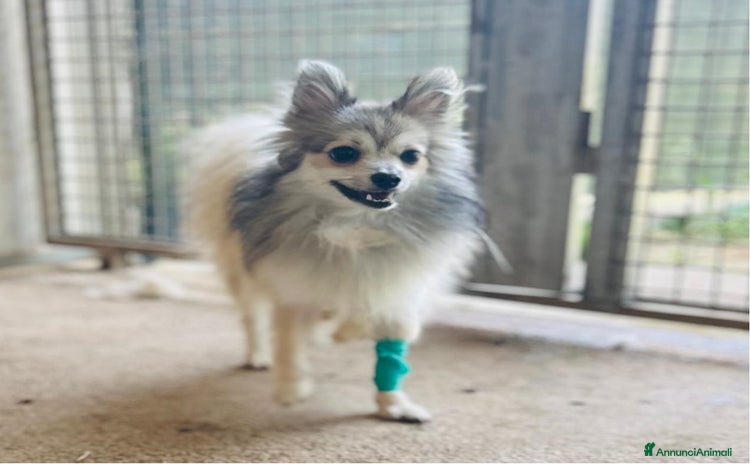 Spitz cani volpino - Annuncio 1