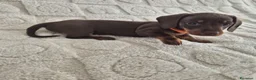 Bassotto cani in vendita: Bassotti Nani  (genetica controllata) - Annuncio 3