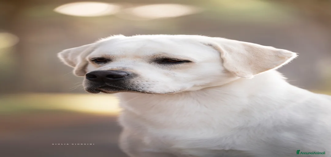 Immagine della galleria {{count}}