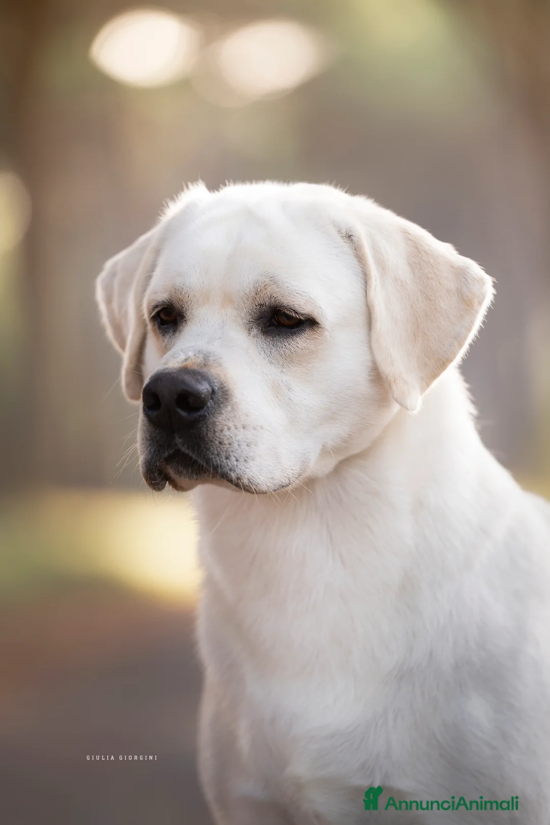 Immagine della galleria {{count}}