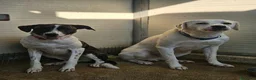 Meticcio cani in regalo: Kira: dolcissima, cessione di proprietà  - Annuncio 8