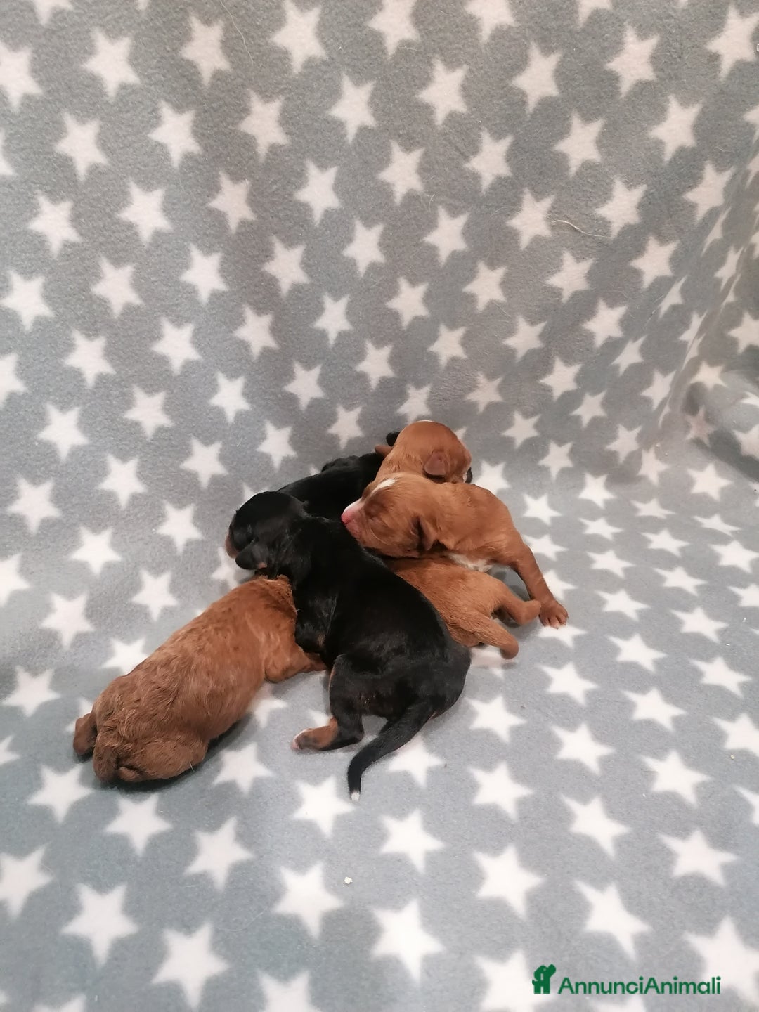 Meticcio cani in vendita: Cavapoo cuccioli - Annuncio 7