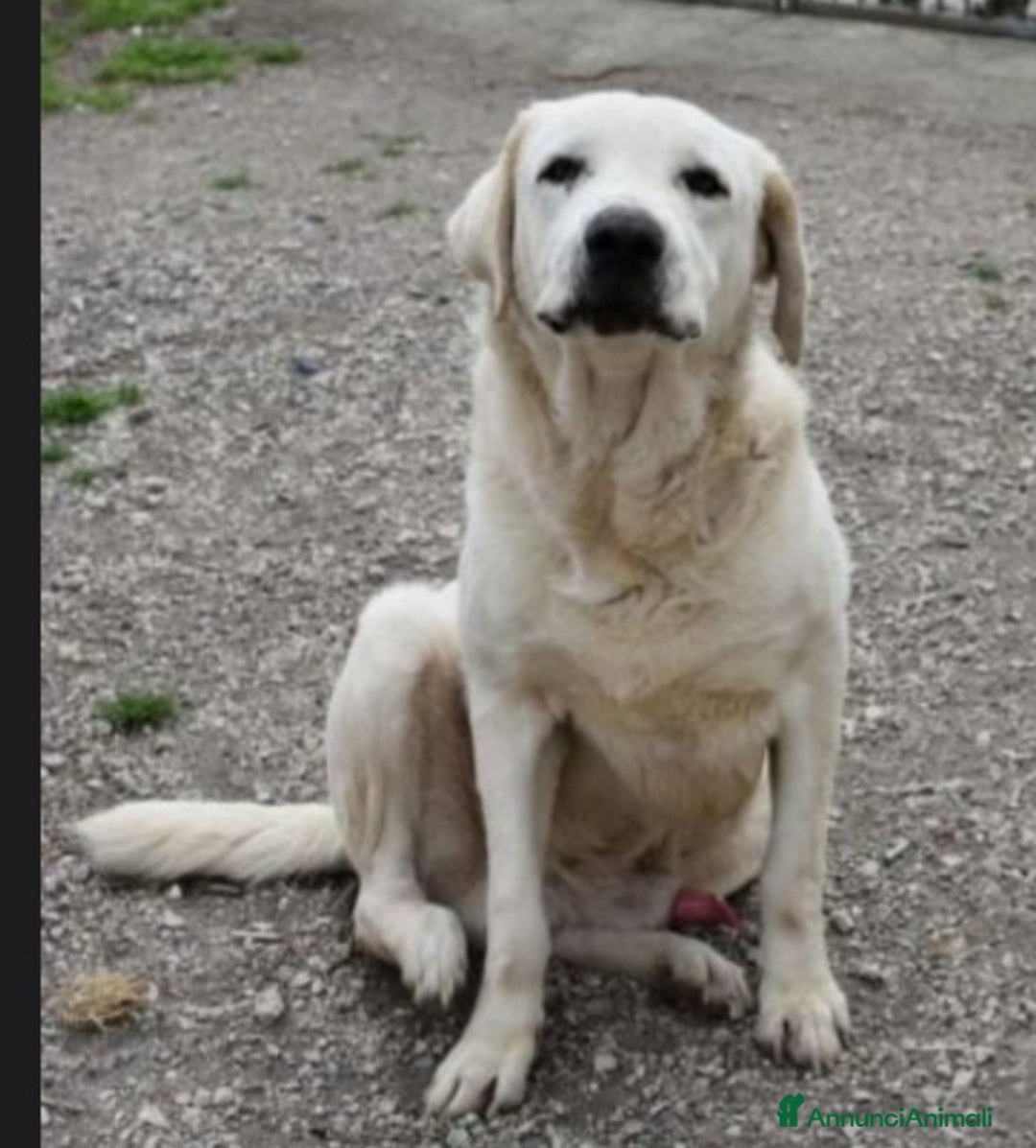 Labrador cani in regalo: Labrador puro 10anni mollato in canile anni fa.SUD - Annuncio 3