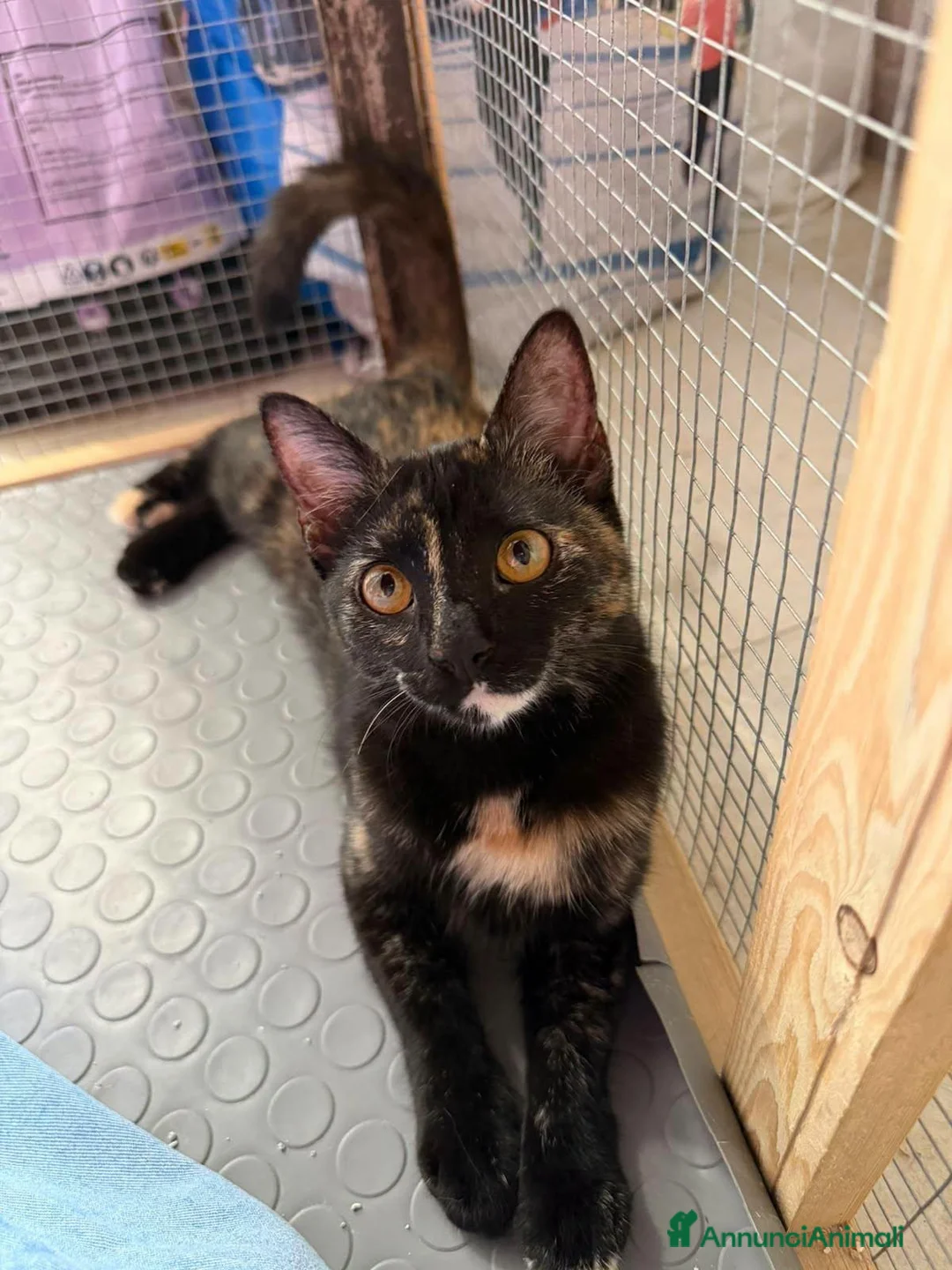 Europeo gatti in regalo: CELINE, affettuosissima gattina in adozione.  - Annuncio 7