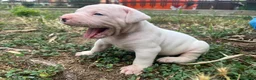 Bulldog cani in vendita: American Bulldog - Annuncio 9
