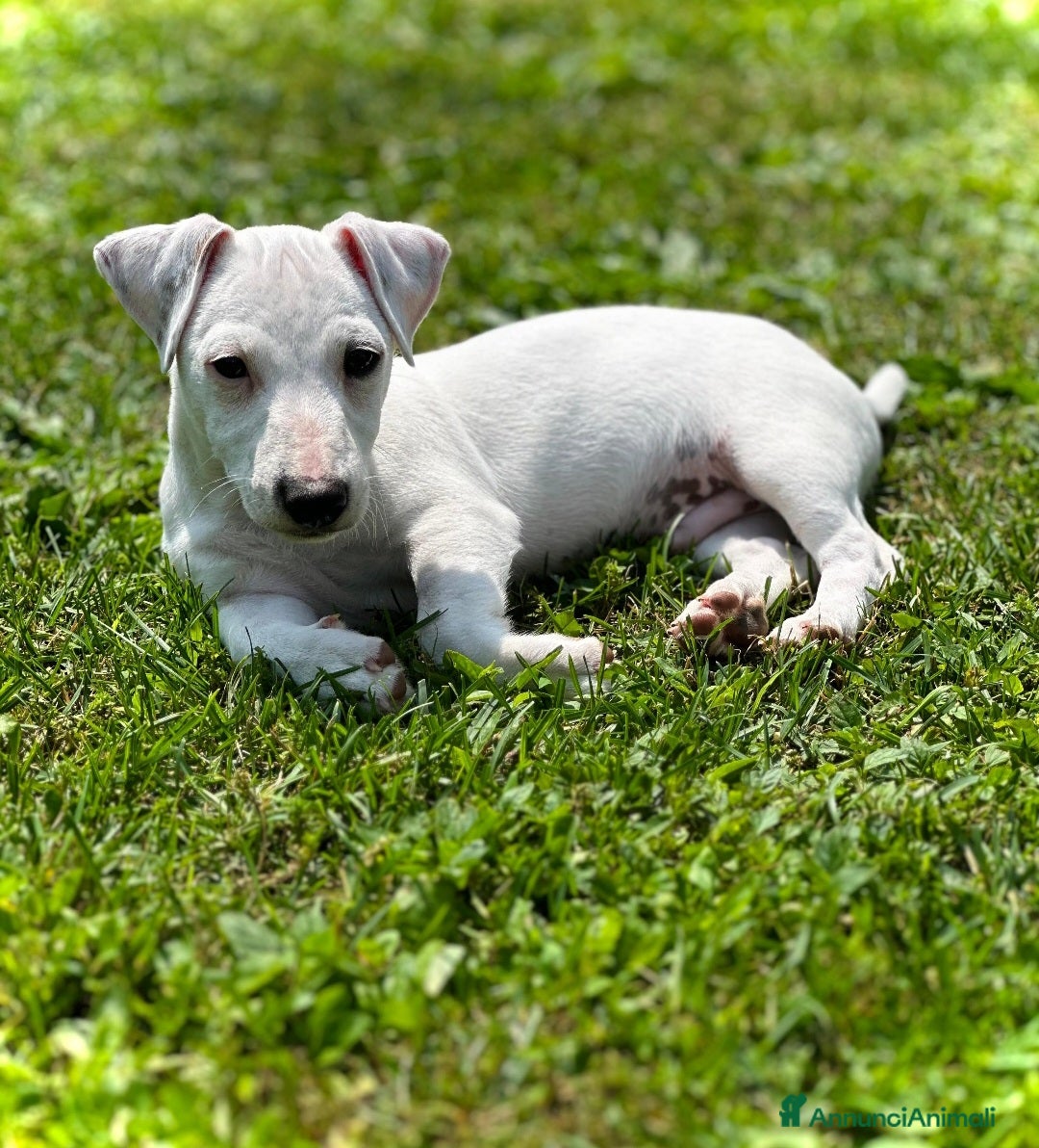 Jack Russell cani in vendita: CUCCIOLI JACK RUSSEL TERRIER CON PEDIGREE a Provincia del Verbano-Cusio-Ossola - Immagine 2