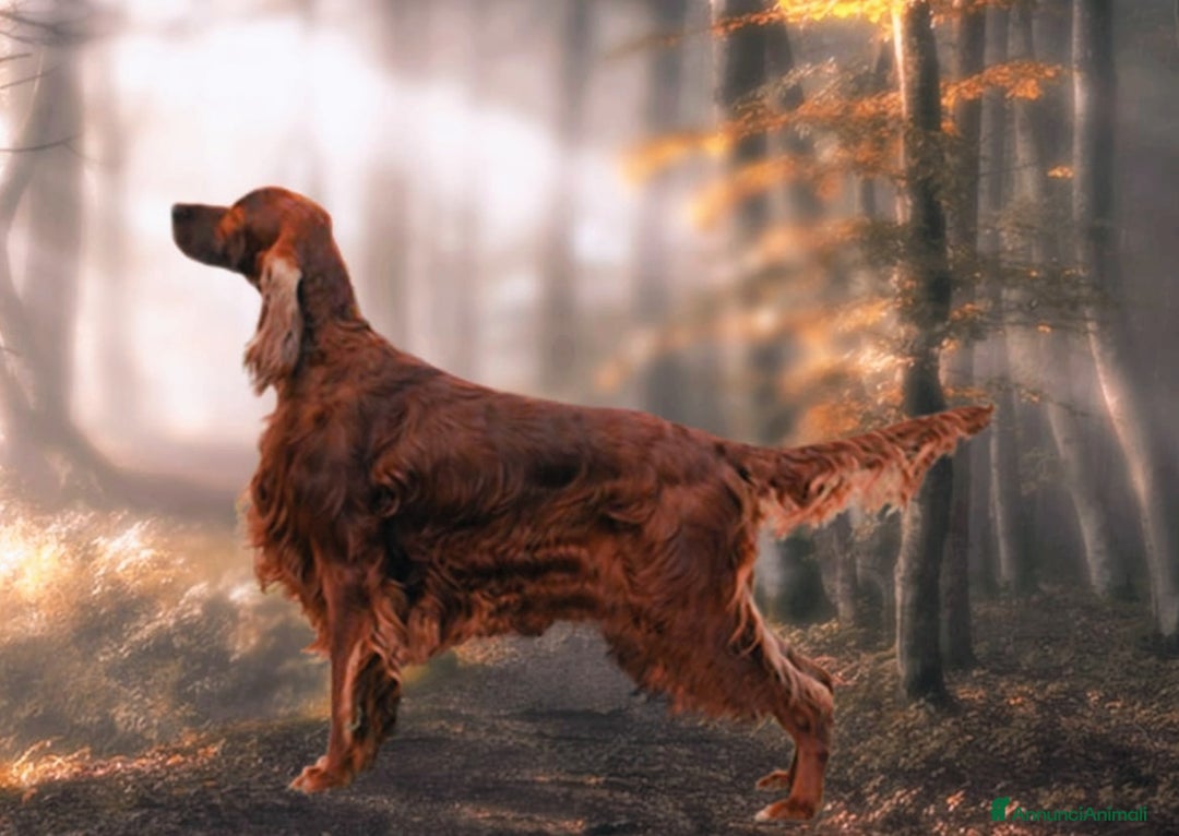 Setter Irlandese cani in vendita: Setter Irlandese stupenda cucciolata  - Annuncio 4